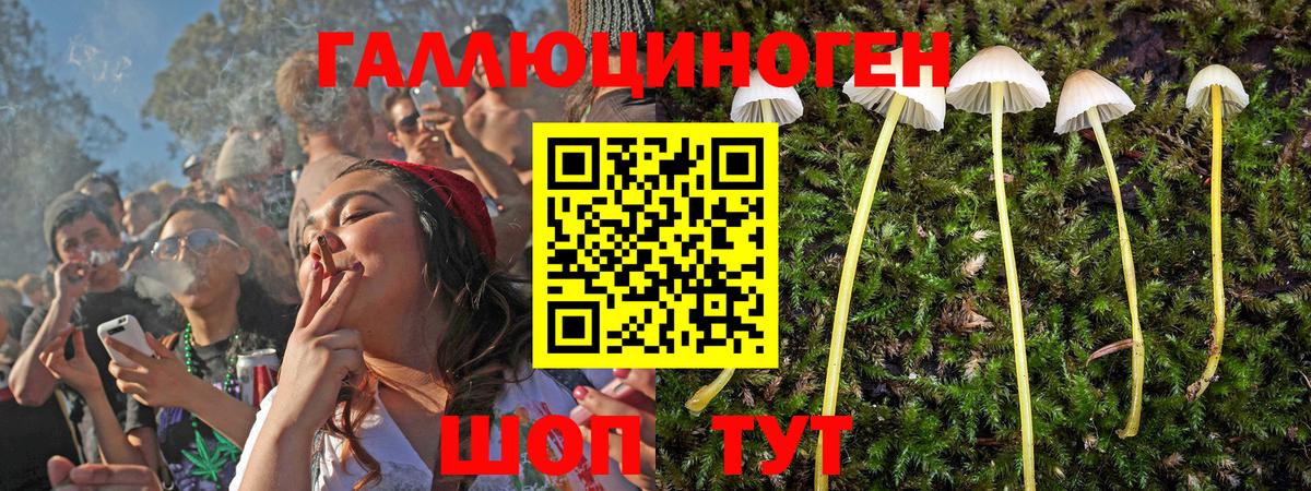 Галлюциногенные грибы Psilocybe  Вход с VPN  Краснознаменск  Псилоцибиновые грибы GOLDEN TEACHER 