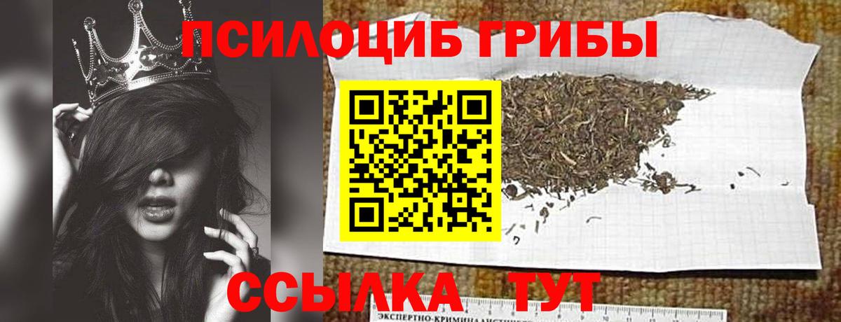 Псилоцибиновые грибы Psilocybe Краснознаменск